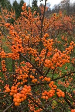 Winter Gold Female Winterberry Holly - 3 Gallon Pot -Plant Serie Store ilex verticillata winter gold winterberry holly 4 1