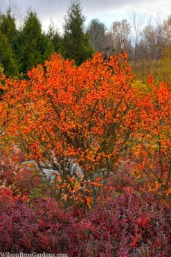 Winter Gold Female Winterberry Holly - 1 Gallon Pot -Plant Serie Store ilex verticillata winter gold winterberry holly 7