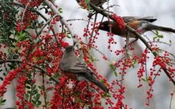 Pride Of Houston Yaupon Holly Tree - 7 Gallon Pot (2-3') -Plant Serie Store ilex vomitoria pride of houston yaupon holly 10