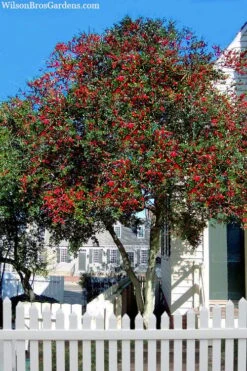 Pride Of Houston Yaupon Holly Tree - 7 Gallon Pot (2-3') -Plant Serie Store ilex vomitoria pride of houston yaupon holly 2