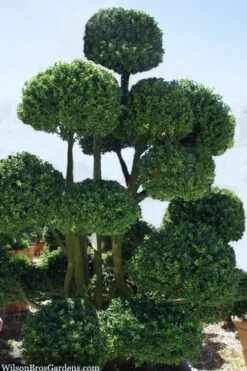 Pride Of Houston Yaupon Holly Tree - 7 Gallon Pot (2-3') -Plant Serie Store ilex vomitoria pride of houston yaupon holly 6