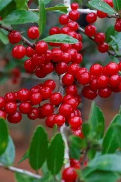 Pride Of Houston Yaupon Holly Tree - 7 Gallon Pot (2-3') -Plant Serie Store ilex vomitoria pride of houston yaupon holly 7