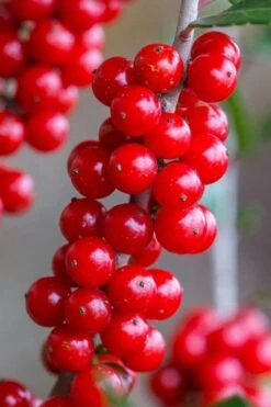 Pride Of Houston Yaupon Holly Tree - 7 Gallon Pot (2-3') -Plant Serie Store ilex vomitoria pride of houston yaupon holly 9