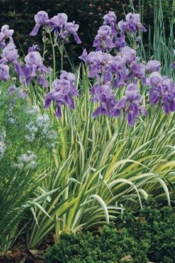 Golden Variegated Sweet Iris - 1 Gallon Pot -Plant Serie Store iris pallida aureo variegata 15