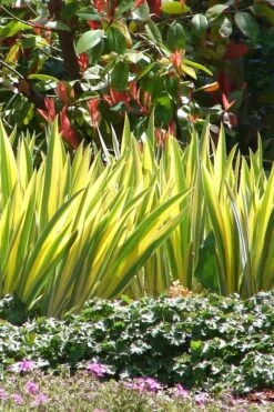 Golden Variegated Sweet Iris - 1 Gallon Pot -Plant Serie Store iris pallida aureo variegata 16