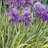 Golden Variegated Sweet Iris - 1 Gallon Pot -Plant Serie Store iris pallida aureo variegata 19