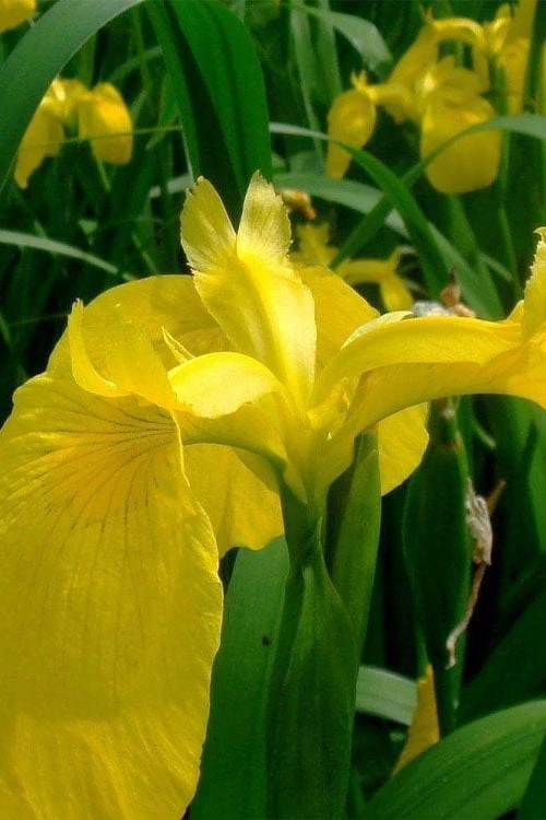 Yellow Flag Iris - 1 Gallon Pot 10 Yellow Flag Iris - 1 Gallon Pot - Image 8