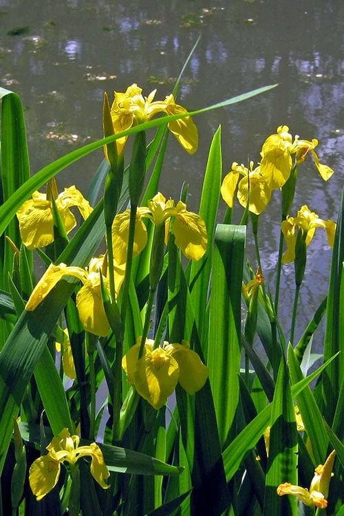 Yellow Flag Iris - 1 Gallon Pot 7 Yellow Flag Iris - 1 Gallon Pot - Image 5