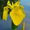 Yellow Flag Iris - 1 Gallon Pot -Plant Serie Store iris pseudacorus yellow flag 14