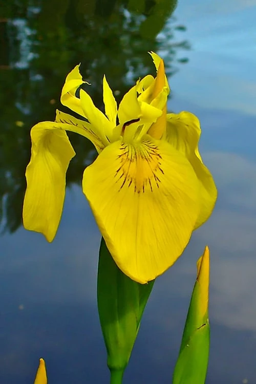 Yellow Flag Iris - 1 Gallon Pot 3 Yellow Flag Iris - 1 Gallon Pot