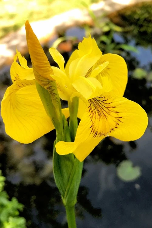 Yellow Flag Iris - 1 Gallon Pot 9 Yellow Flag Iris - 1 Gallon Pot - Image 7
