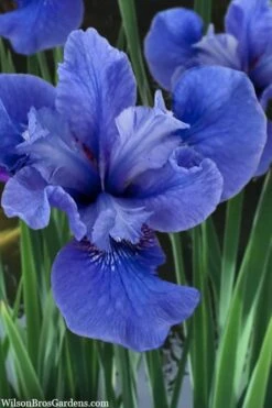 Cote D'Azur Siberian Iris - 1 Gallon Pot -Plant Serie Store iris siberica cote d azur 3