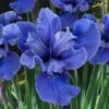 Cote D'Azur Siberian Iris - 1 Gallon Pot -Plant Serie Store iris siberica cote d azur 4