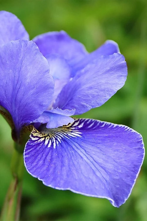 Silver Edge Siberian Iris - 1 Gallon Pot 8 Silver Edge Siberian Iris - 1 Gallon Pot - Image 6