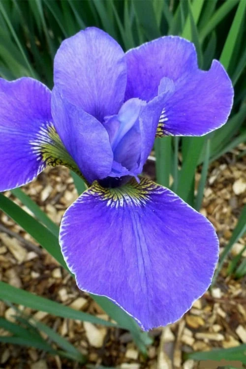 Silver Edge Siberian Iris - 1 Gallon Pot 7 Silver Edge Siberian Iris - 1 Gallon Pot - Image 5