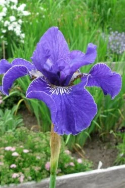 Silver Edge Siberian Iris - 1 Gallon Pot 12 Silver Edge Siberian Iris - 1 Gallon Pot -Plant Serie Store iris sibirica silver edge siberian 6