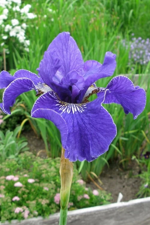 Silver Edge Siberian Iris - 1 Gallon Pot 6 Silver Edge Siberian Iris - 1 Gallon Pot - Image 4