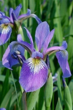 Blue Flag Iris (Iris Versicolor) - 8 Pack Of 1 Gallon Pots -Plant Serie Store iris versicolor blue flag 1