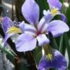 Blue Flag Iris (Iris Versicolor) - 8 Pack Of 1 Gallon Pots -Plant Serie Store iris versicolor blue flag 4