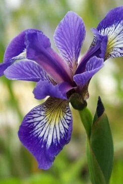Blue Flag Iris (Iris Versicolor) - 8 Pack Of 1 Gallon Pots -Plant Serie Store iris versicolor harlequin blue flag 3