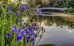 Blue Flag Iris (Iris Versicolor) - 8 Pack Of 1 Gallon Pots -Plant Serie Store iris versicolor harlequin blue flag 4