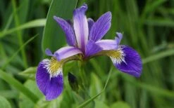 Blue Flag Iris (Iris Versicolor) - 8 Pack Of 1 Gallon Pots -Plant Serie Store iris versicolor harlequin blue flag 5