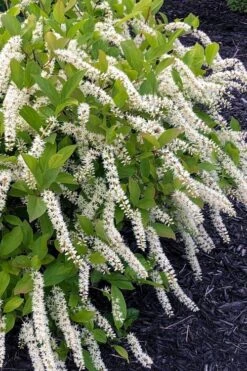 Little Henry Virginia Sweetspire (Itea) - 3 Gallon Pot -Plant Serie Store itea virginica little henry virginia sweetspire 1