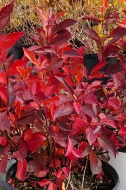 Little Henry Virginia Sweetspire (Itea) - 3 Gallon Pot -Plant Serie Store itea virginica little henry virginia sweetspire 3