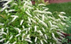 Little Henry Virginia Sweetspire (Itea) - 3 Gallon Pot -Plant Serie Store itea virginica little henry virginia sweetspire 4