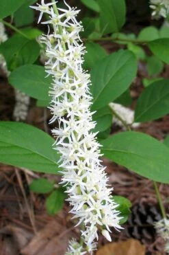 Little Henry Virginia Sweetspire (Itea) - 3 Gallon Pot -Plant Serie Store itea virginica little henry virginia sweetspire 5