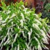 Little Henry Virginia Sweetspire (Itea) - 3 Gallon Pot -Plant Serie Store itea virginica little henry virginia sweetspire 6