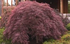 Crimson Queen Dwarf Japanese Maple (High Graft Tree Form) - 1 Gallon Pot -Plant Serie Store ja panese Maple Crimson Queen 50