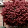 Bloodgood Red Leaf Japanese Maple - 5 Gallon Pot (2-3') -Plant Serie Store japanese maple bloodgood 10