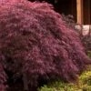 Crimson Queen Dwarf Japanese Maple (High Graft Tree Form) - 1 Gallon Pot 1 Crimson Queen Dwarf Japanese Maple (High Graft Tree Form) - 1 Gallon Pot -Plant Serie Store japanese maple crimson queen 24