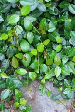 Asian Jasmine - Asiatic Jasmine - 6 Pack Of Pint Pots -Plant Serie Store jasmine asian 10