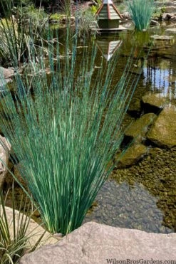 Blue Arrows Rush (Juncus Inflexus) - 6 Pack Of 1 Gallon Pots -Plant Serie Store juncus inflexus blue arrows rush 21