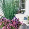 Blue Arrows Rush (Juncus Inflexus) - 6 Pack Of 1 Gallon Pots -Plant Serie Store juncus inflexus blue arrows rush 23 1