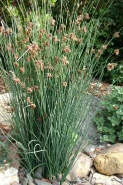 Elk's Blue California Gray Rush (Juncus Patens) - 1 Gallon Pot 11 Elk's Blue California Gray Rush (Juncus Patens) - 1 Gallon Pot -Plant Serie Store juncus patens elk blue california rush 9