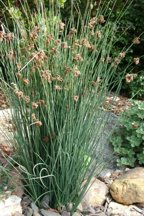 Elk's Blue California Gray Rush (Juncus Patens) - 1 Gallon Pot 6 Elk's Blue California Gray Rush (Juncus Patens) - 1 Gallon Pot - Image 4