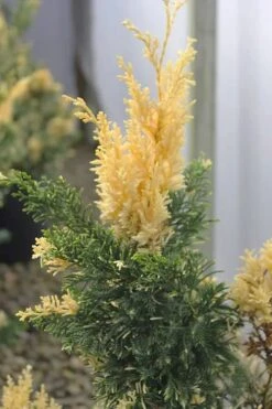 Variegated Hollywood Juniper - 1 Gallon Pot 9 Variegated Hollywood Juniper - 1 Gallon Pot -Plant Serie Store juniperus chinensis torulosa variegata 3