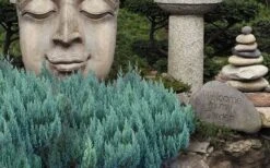 Blue Forest Juniper - 1 Gallon Pot -Plant Serie Store juniperus sabina blue forest juniper 1