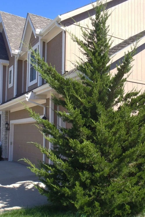 Canaertii Juniper (Red Cedar) - 7 Gallon Pot (3-4') 3 Canaertii Juniper (Red Cedar) - 7 Gallon Pot (3-4')