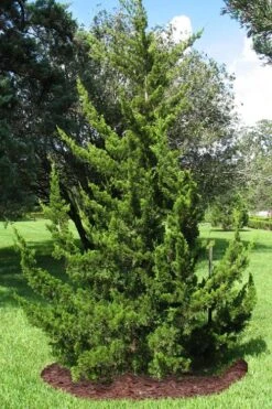 Canaertii Juniper (Red Cedar) - 7 Gallon Pot (3-4') 11 Canaertii Juniper (Red Cedar) - 7 Gallon Pot (3-4') -Plant Serie Store juniperus virginiana canaertii eatern red cedar 2