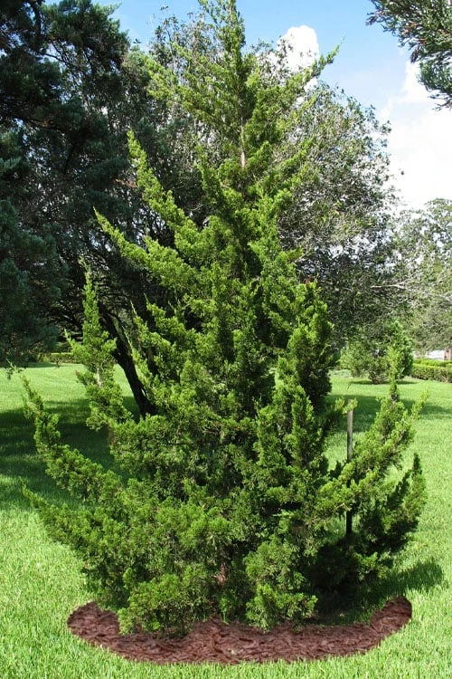 Canaertii Juniper (Red Cedar) - 7 Gallon Pot (3-4') 7 Canaertii Juniper (Red Cedar) - 7 Gallon Pot (3-4') - Image 5