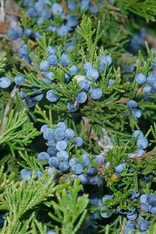Canaertii Juniper (Red Cedar) - 7 Gallon Pot (3-4') 6 Canaertii Juniper (Red Cedar) - 7 Gallon Pot (3-4') - Image 4