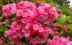 Olympic Fire Mountain Laurel (Kalmia Latifolia) - 3 Gallon Pot -Plant Serie Store kalmia latifolia olympic fire mountain laurel 11