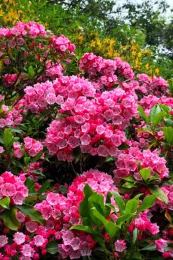 Olympic Fire Mountain Laurel (Kalmia Latifolia) - 3 Gallon Pot -Plant Serie Store kalmia latifolia olympic fire mountain laurel 13