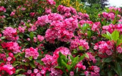 Olympic Fire Mountain Laurel (Kalmia Latifolia) - 3 Gallon Pot -Plant Serie Store kalmia latifolia olympic fire mountain laurel 14