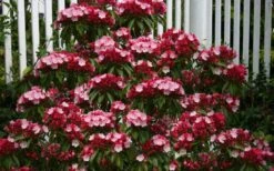 Olympic Fire Mountain Laurel (Kalmia Latifolia) - 3 Gallon Pot -Plant Serie Store kalmia latifolia olympic fire mountain laurel 8