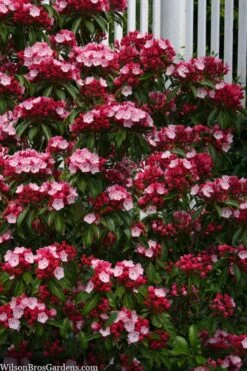Olympic Fire Mountain Laurel (Kalmia Latifolia) - 3 Gallon Pot -Plant Serie Store kalmia latifolia olympic fire mountain laurel 9